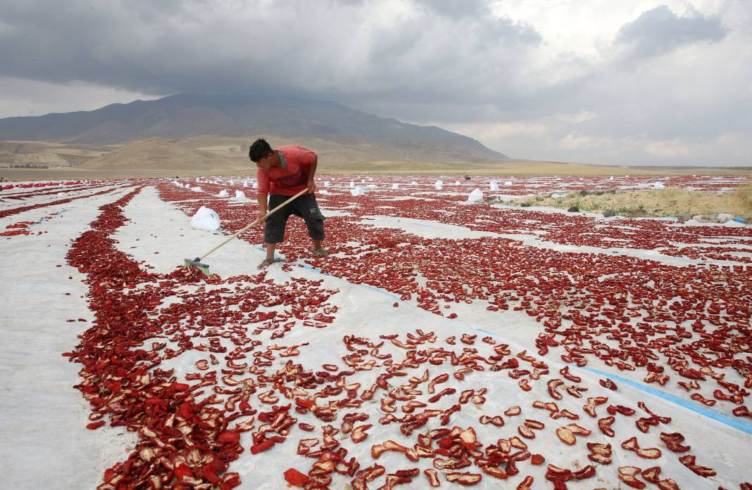 Süphan Dağı’nda yetişiyor 12 kilodan 1 kilo çıkıyor. Türkler 1 kilo bile alamıyor - Resim: 28